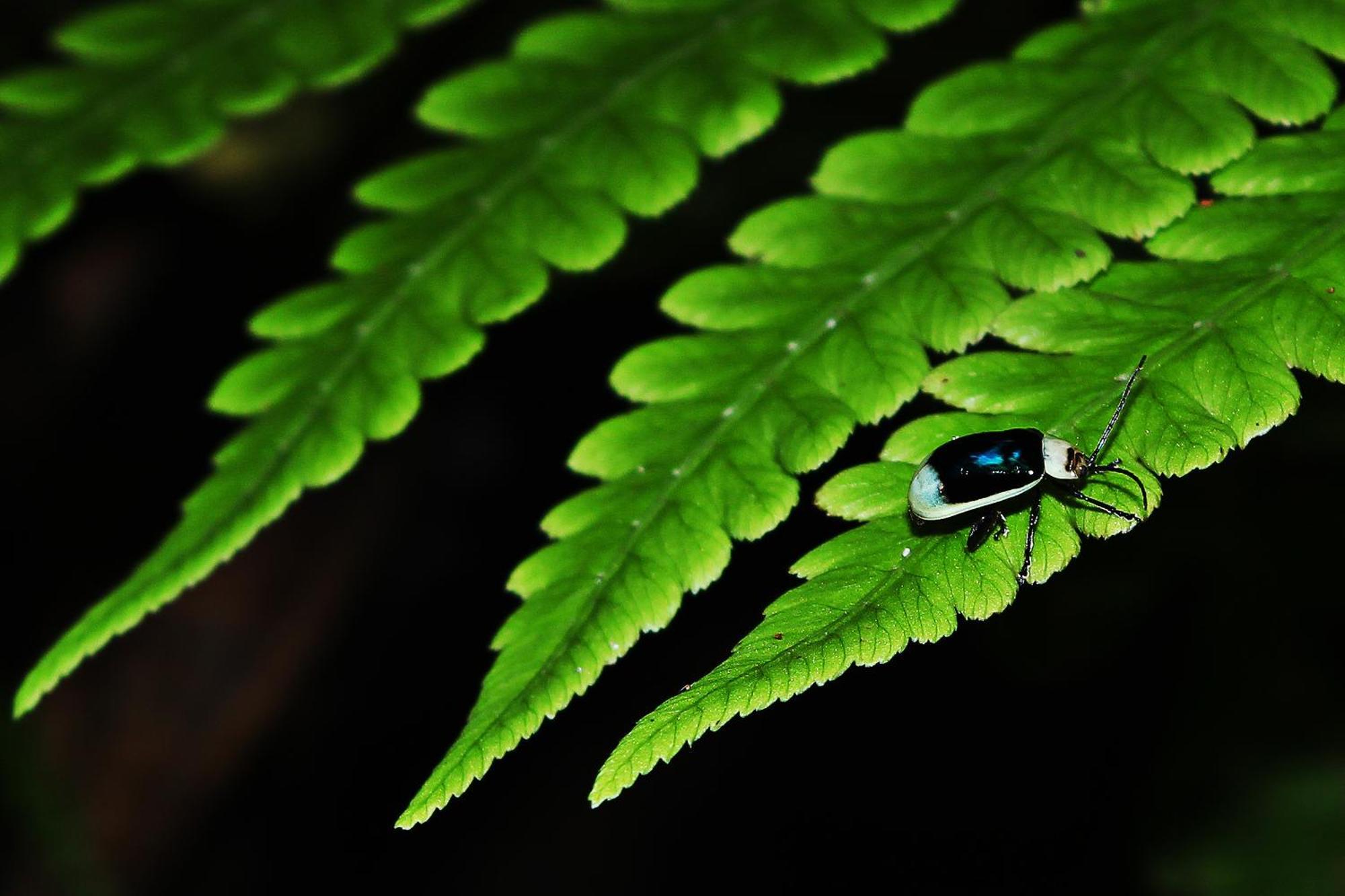 Mindo Green House Kültér fotó